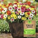 TrustBasket Premium Flower Zinia Mixed Seeds (Open pollinated) | Sow and Grow Fresh Healthy Seed in Your Garden Perfect for Home &amp; Terrace Gardening High Germination Seeds