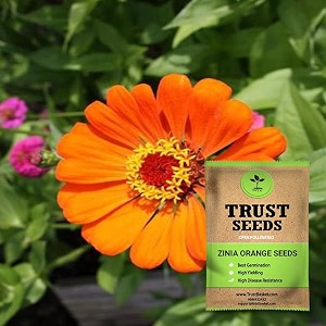 trustbasket premium flower zinia orange seeds open pollinated  sow and grow fresh healthy seed in your garden perfect for home amp terrace gardening high germination seeds