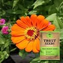 TrustBasket Premium Flower Zinia Orange Seeds (Open pollinated) | Sow and Grow Fresh Healthy Seed in Your Garden Perfect for Home &amp; Terrace Gardening High Germination Seeds