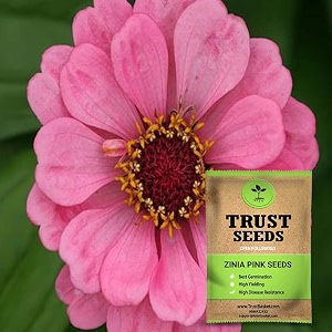 trustbasket premium flower zinia pink seeds open pollinated  sow and grow fresh healthy seed in your garden perfect for home amp terrace gardening high germination seeds