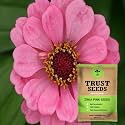 TrustBasket Premium Flower Zinia Pink Seeds (Open pollinated) | Sow and Grow Fresh Healthy Seed in Your Garden Perfect for Home &amp; Terrace Gardening High Germination Seeds