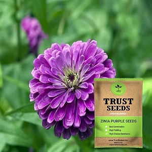 trustbasket premium flower zinia purple seeds open pollinated  sow and grow fresh healthy seed in your garden perfect for home amp terrace gardening high germination seeds