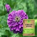 TrustBasket Premium Flower Zinia Purple Seeds (Open pollinated) | Sow and Grow Fresh Healthy Seed in Your Garden Perfect for Home &amp; Terrace Gardening High Germination Seeds