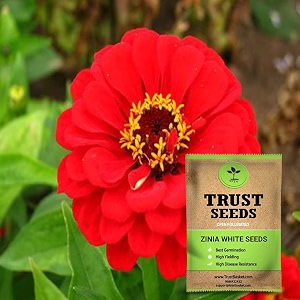 trustbasket premium flower zinia red seeds open pollinated  sow and grow fresh healthy seed in your garden perfect for home amp terrace gardening high germination seeds