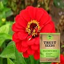 TrustBasket Premium Flower Zinia Red Seeds (Open pollinated) | Sow and Grow Fresh Healthy Seed in Your Garden Perfect for Home &amp; Terrace Gardening High Germination Seeds