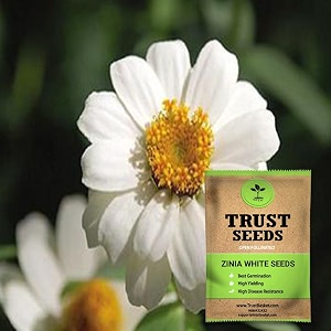 trustbasket premium flower zinia white seeds open pollinated  sow and grow fresh healthy seed in your garden perfect for home amp terrace gardening high germination seeds