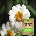 TrustBasket Premium Flower Zinia White Seeds (Open pollinated) | Sow and Grow Fresh Healthy Seed in Your Garden Perfect for Home &amp; Terrace Gardening High Germination Seeds