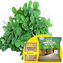 TrustBasket Premium Methi (Hybrid) Seeds with Free Germination Potting Soil Mix | Sow and Grow Fresh Healthy Seed in Your Garden Perfect for Home &amp; Terrace Gardening