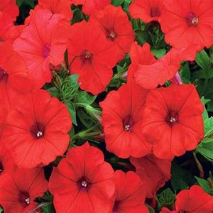 trustbasket premium stocks flowers seeds hybrid  sow and grow fresh healthy seed in your garden perfect for home amp terrace gardening high germination seeds