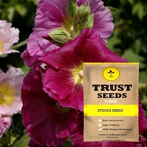 trustbasket premium stocks flowers seeds hybrid  sow and grow fresh healthy seed in your garden perfect for home amp terrace gardening high germination seeds