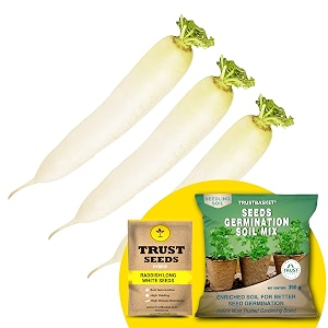 trustbasket premium raddish long white hybrid seeds with free germination potting soil mix  sow and grow fresh healthy seed in your garden perfect for home amp terrace gardening