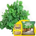 TrustBasket Premium Methi (Hybrid) Seeds with Free Germination Potting Soil Mix | Sow and Grow Fresh Healthy Seed in Your Garden Perfect for Home &amp; Terrace Gardening