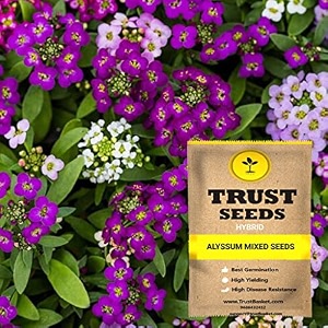 trustbasket premium stocks flowers seeds hybrid  sow and grow fresh healthy seed in your garden perfect for home amp terrace gardening high germination seeds