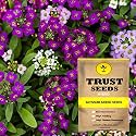 TrustBasket Premium Stocks Flowers Seeds (Hybrid) | Sow and Grow Fresh Healthy Seed in Your Garden Perfect for Home &amp; Terrace Gardening High Germination Seeds