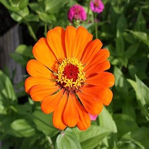 trustbasket premium ziniaorange flowers seeds hybrid  sow and grow fresh healthy seed in your garden perfect for home amp terrace gardening high germination seeds