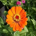 TrustBasket Premium Zinia(Orange) Flowers Seeds (Hybrid) | Sow and Grow Fresh Healthy Seed in Your Garden Perfect for Home &amp; Terrace Gardening High Germination Seeds