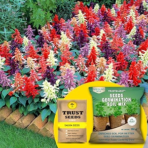 trustbasket salvia mixed hybrid seeds with free germination potting soil mix