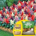 TrustBasket Salvia Mixed (Hybrid) Seeds With Free Germination Potting Soil Mix