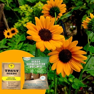 trustbasket sun flower miniatre hybrid seeds with free germination potting soil mix