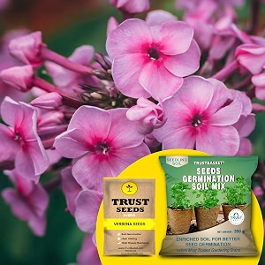 trustbasket verbena hybrid seeds with free germination potting soil mix