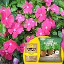 TrustBasket® Vinca Pink (Hybrid) Seeds With Free Germination Potting Soil Mix