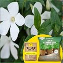 TrustBasket® Vinca White (Hybrid) Seeds With Free Germination Potting Soil Mix
