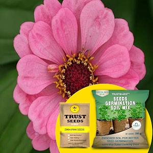 trustbasket zinia pink hybrid seeds with free germination potting soil mix