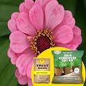 TrustBasket Zinia Pink (Hybrid) Seeds With Free Germination Potting Soil Mix