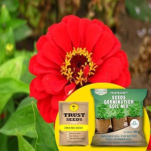 trustbasket zinia red hybrid seeds with free germination potting soil mix