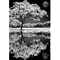 TULIP N TURTLE Shadow DIY Paint by Number Kit for Adults Kids Beginner Number Painting kit DIY Canvas Painting by Number Wall Decoration DIY Painting kit for Adults