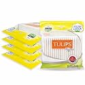 TULIPS Premium Cotton Ear Buds/Swabs with white PAPER Sticks 80 Stick (Pack of 3)