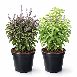 tulsi ayurvedic live plant rama and shyama tulsi small size pack of 2 combo garden and pooja plant varieties with planting pots small size pack of 2 combo