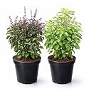 Tulsi Ayurvedic Live Plant, Rama and Shyama Tulsi, Small Size pack Of 2 Combo, Garden And Pooja Plant, Varieties with Planting Pots, Small Size pack Of 2 Combo