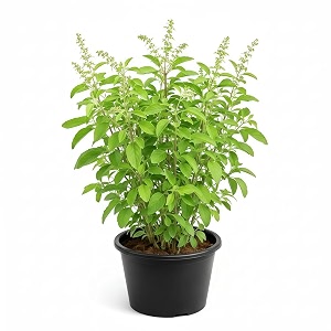 tulsi seeds 100  free 20 marigold seeds home garden sacred holy basil ayurvedic herb indoor amp outdoor use pure amp natural rama amp shyama tulsi