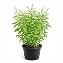 Tulsi Seeds 100 + Free 20 Marigold Seeds Home Garden Sacred Holy Basil, Ayurvedic Herb, Indoor &amp; Outdoor Use, Pure &amp; Natural, Rama &amp; Shyama Tulsi