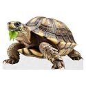 Turtle - Life Size Cardboard Cutout Standup People with Support Standee | Animals -