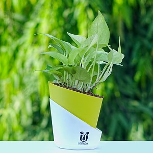 ugaloo golden money plant indoor with self watering pot for living room  live plants  air purifier plants  plants for home decor golden money plant