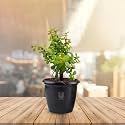 UGALOO Good Luck Jade Plant Crassula Ovata Live Indoor Plants with Red Self Watering Pot, Best for Living Room, Kitchen, Bedroom, &amp; Office Table