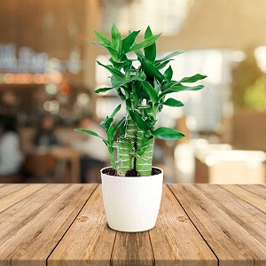 ugaloo lucky bamboo lotus bonsai plant with pot  indoor live plants for living room amp desk decor  feng shui plant