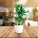 UGALOO Lucky Bamboo Lotus Bonsai Plant with POT | Indoor Live Plants for Living Room &amp; Desk Decor | Feng Shui Plant