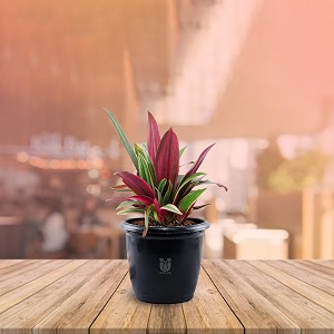 ugaloo oyster indoor plants for living room  live plants  plants with white pot for home amp office  air purifier plants  plants for home decor oyster plants