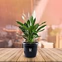 UGALOO Oyster Indoor Plants for Living Room | Live Plants | Plants with White Pot for Home &amp; office | Air purifier plants | Plants for Home Decor (Peace Lily_01)