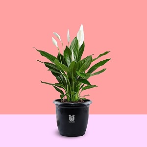 ugaloo peace lily in black pot  indoor air purifier for home bedroom garden amp living room decor