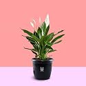 UGALOO Peace Lily in Black Pot | Indoor Air Purifier for Home, Bedroom, Garden & Living Room Decor