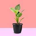 UGALOO Philodendron Birkin-White Wave Air Purifier Plant (Pack of 1) | Healthy Matured Rare Live Indoor Plant | for Home,Office,Garden,Patio,Terrace Decor Plant with 5" or 6" Grower's Pot