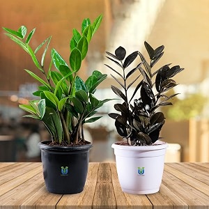 ugaloo zz plant green and black zamia air purifer plant black white pot zamioculcas zamiifolia pack of 2 plant