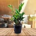 UGALOO ZZ Plant, Zamia Air Purifer Plant Black Pot (Zamioculcas Zamiifolia)