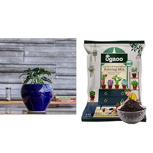 ugaoo apple ceramic pot - big dark blue cactus and succulents potting soil mix for plants - 5 kg