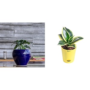 ugaoo apple ceramic pot - big dark blue sansevieria golden hahnii snake plant with self watering pot