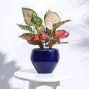 UGAOO Apple Ceramic Pot - Big (Dark Blue)